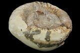 Ammonite In Septarian - Madagascar #113488-1